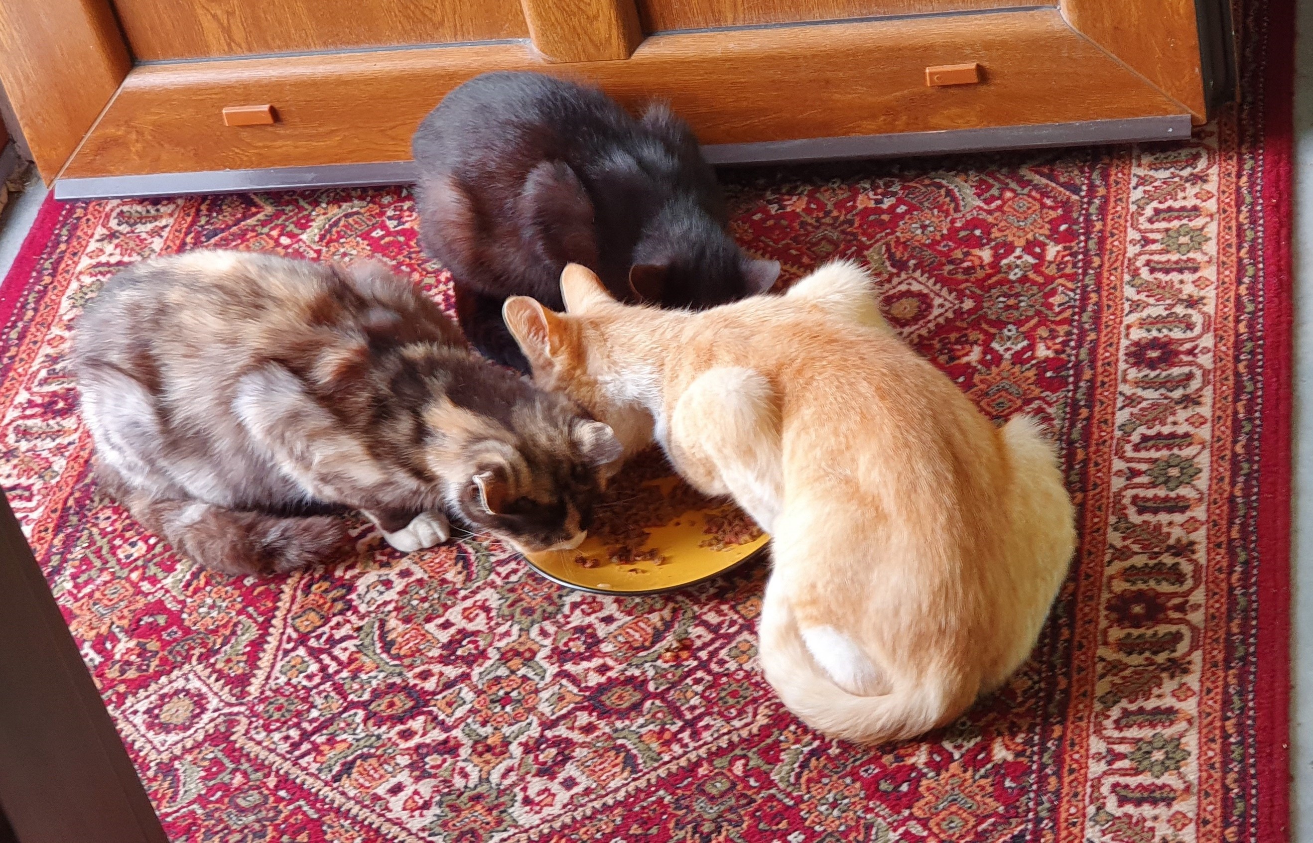 three cats eating