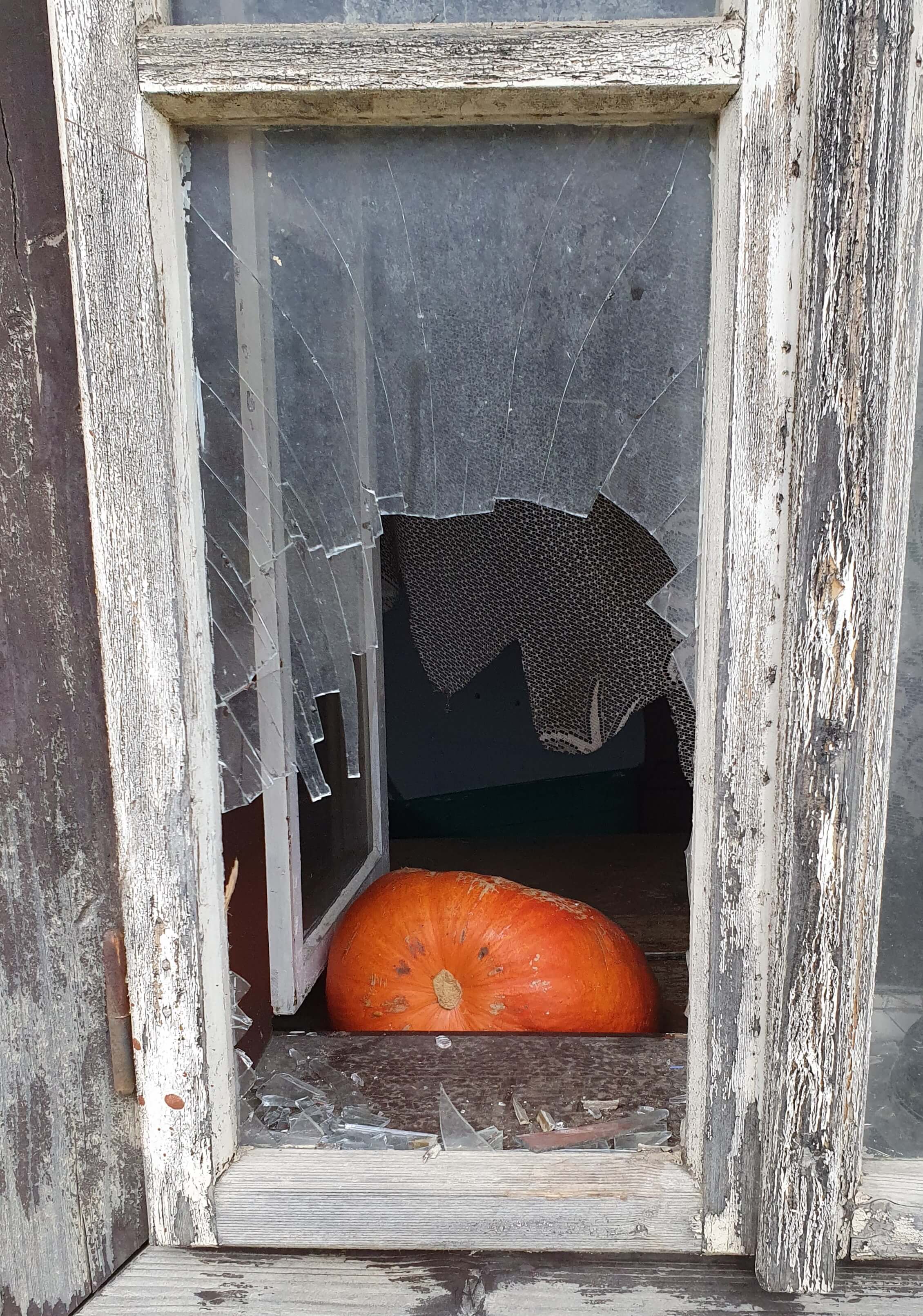 pumpkin as seen through an even more broken window