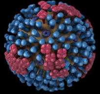 the influenza virus